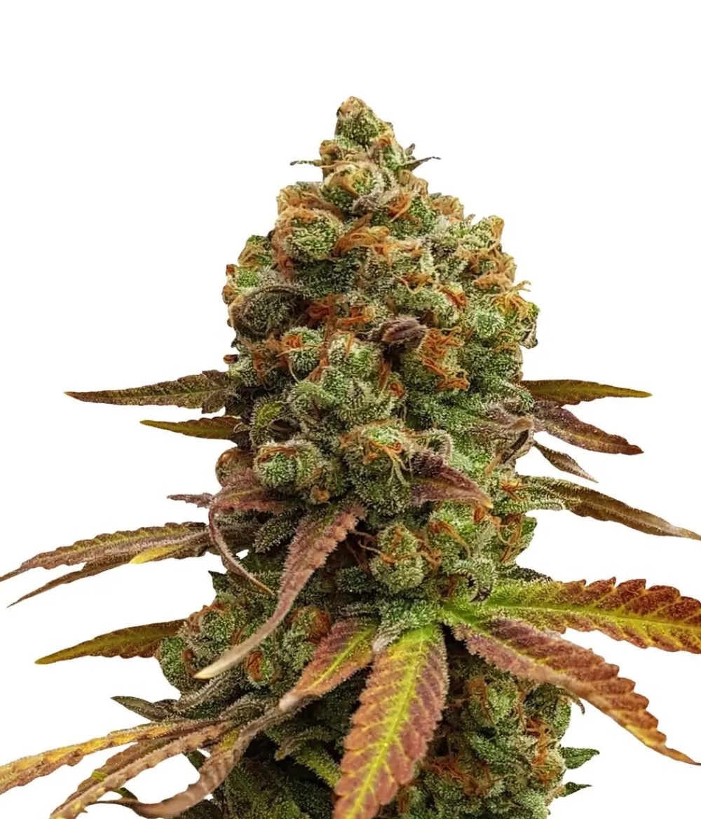 Bud Voyage Hanfsamen Leichtigkeit Special #1, 3 Stk. Hot