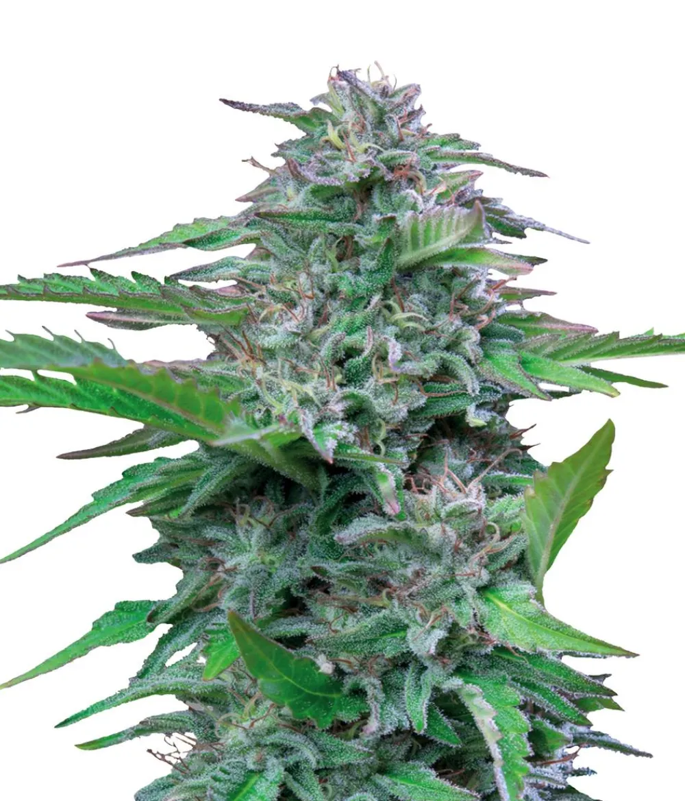 Bud Voyage Hanfsamen Medi-Rest Critical, 3 Stk. Best