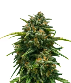 Bud Voyage Hanfsamen Schmerz weg Super Skunk, 3 Stk. Outlet