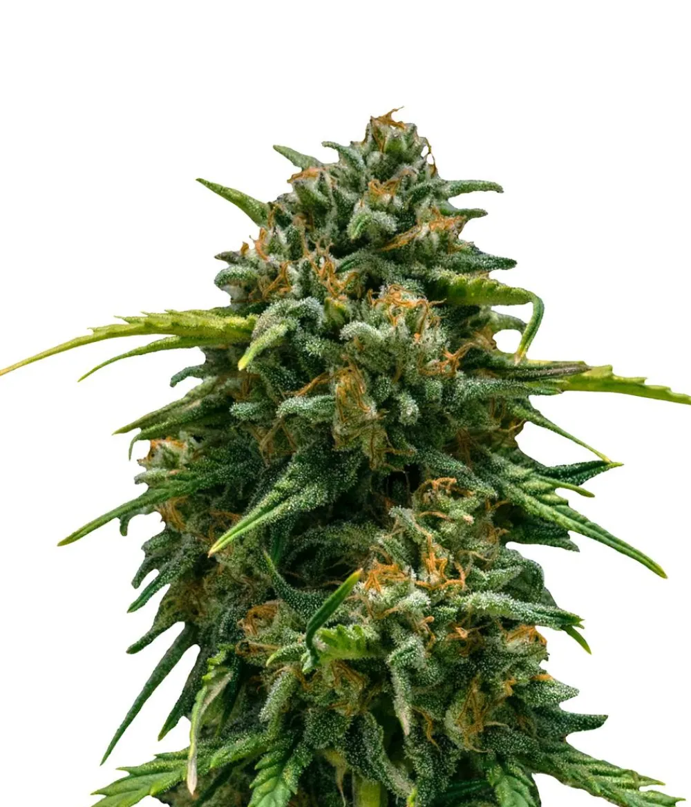 Bud Voyage Hanfsamen Schmerz weg Super Skunk, 3 Stk. Outlet