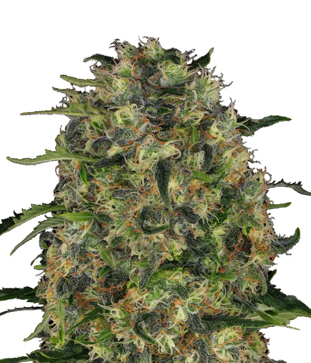 Bud Voyage Hanfsamen Tiefschlaf Black Domina, 3 Stk. New