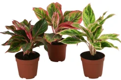 Dehner Zimmerpflanzen-Sets|Grünpflanzen - blättriger Kolbenfaden-Set - Aglaonema commutatum, 3-teilig Bunt