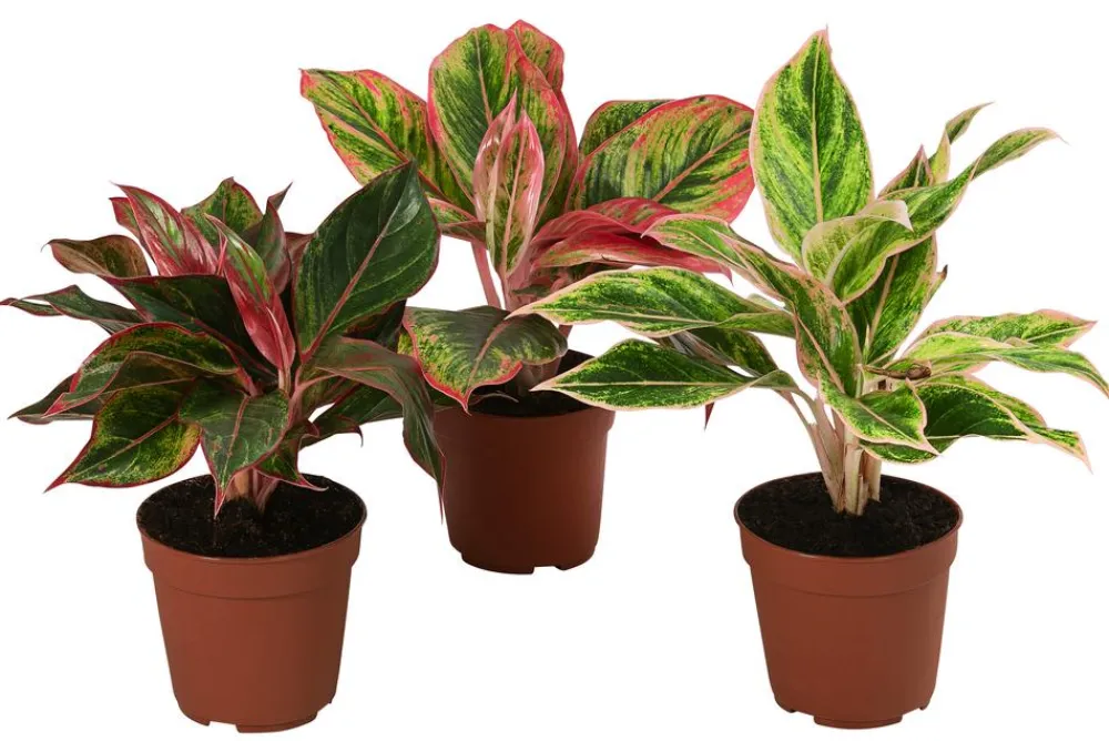 Dehner Zimmerpflanzen-Sets|Grünpflanzen - blättriger Kolbenfaden-Set - Aglaonema commutatum, 3-teilig Bunt