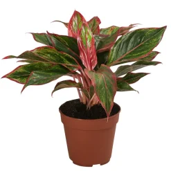 Dehner Zimmerpflanzen-Sets|Grünpflanzen - blättriger Kolbenfaden-Set - Aglaonema commutatum, 3-teilig Bunt