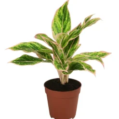 Dehner Zimmerpflanzen-Sets|Grünpflanzen - blättriger Kolbenfaden-Set - Aglaonema commutatum, 3-teilig Bunt