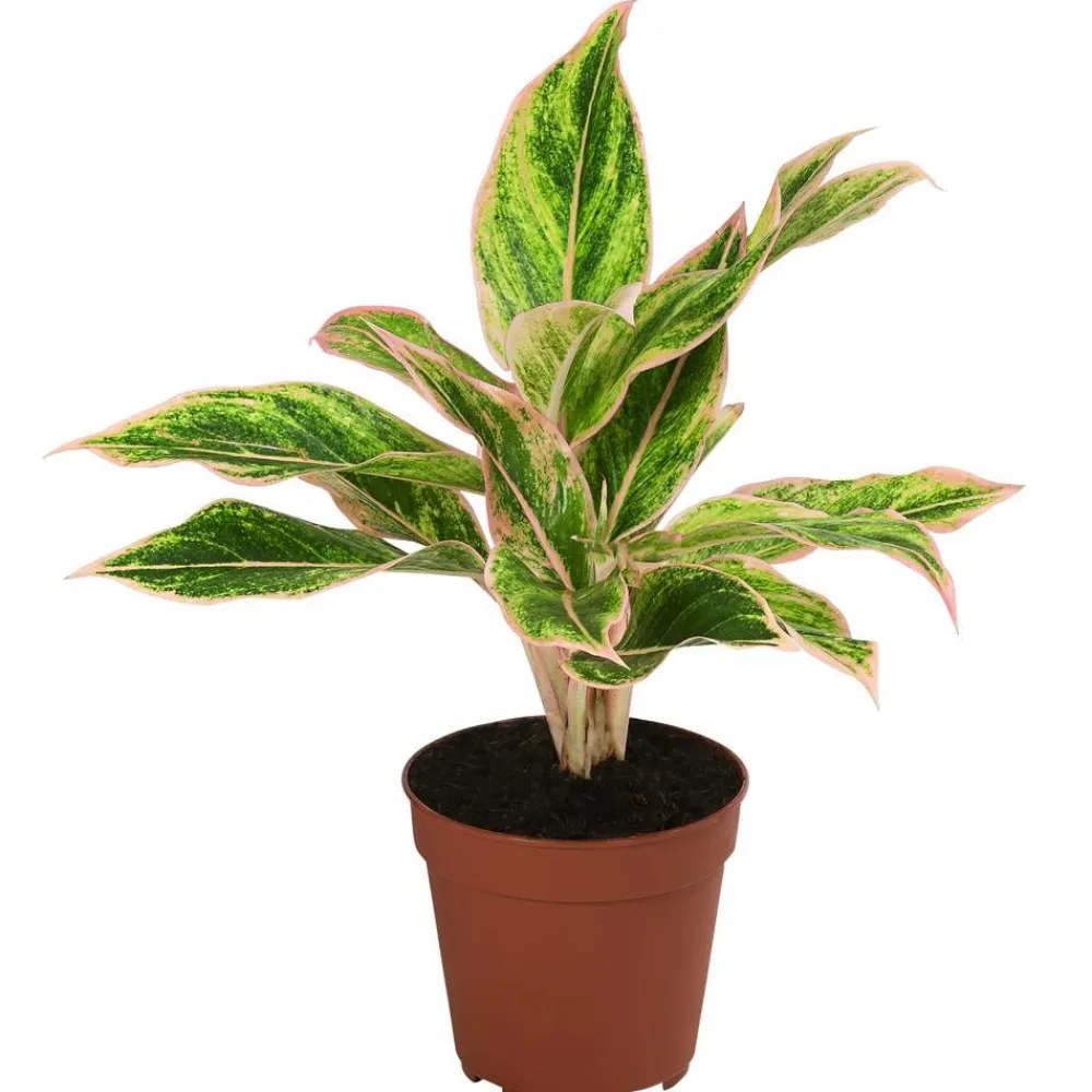 Dehner Zimmerpflanzen-Sets|Grünpflanzen - blättriger Kolbenfaden-Set - Aglaonema commutatum, 3-teilig Bunt