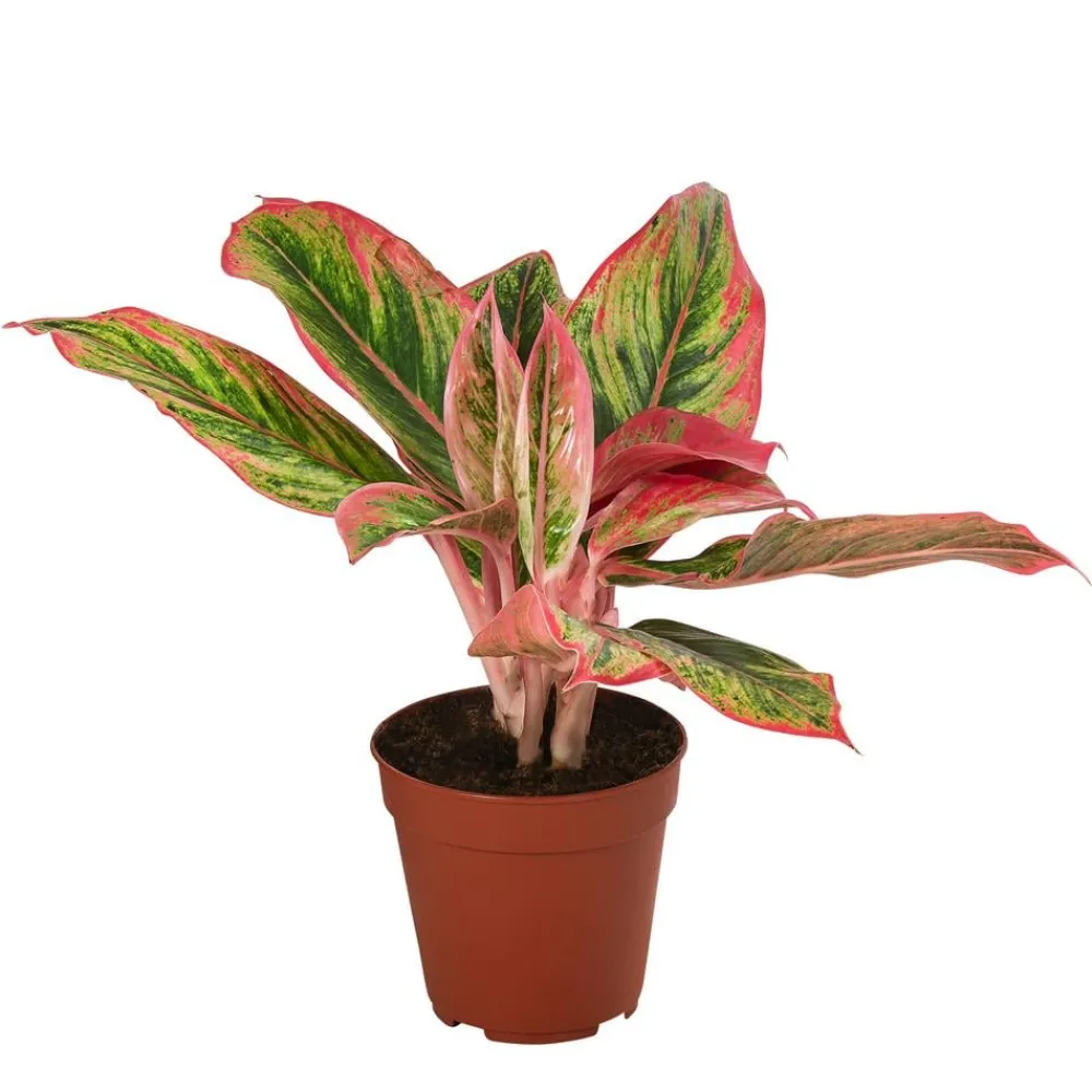 Dehner Zimmerpflanzen-Sets|Grünpflanzen - blättriger Kolbenfaden-Set - Aglaonema commutatum, 3-teilig Bunt