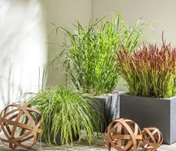 Dehner Gräser > Buntblättrige Segge 'Variegata'