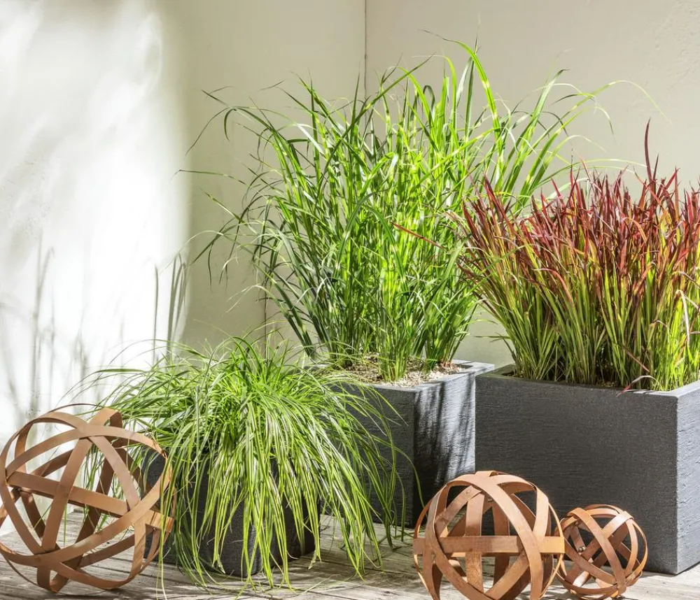 Dehner Gräser > Buntblättrige Segge 'Variegata'