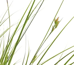 Dehner Gräser > Buntblättrige Segge 'Variegata'