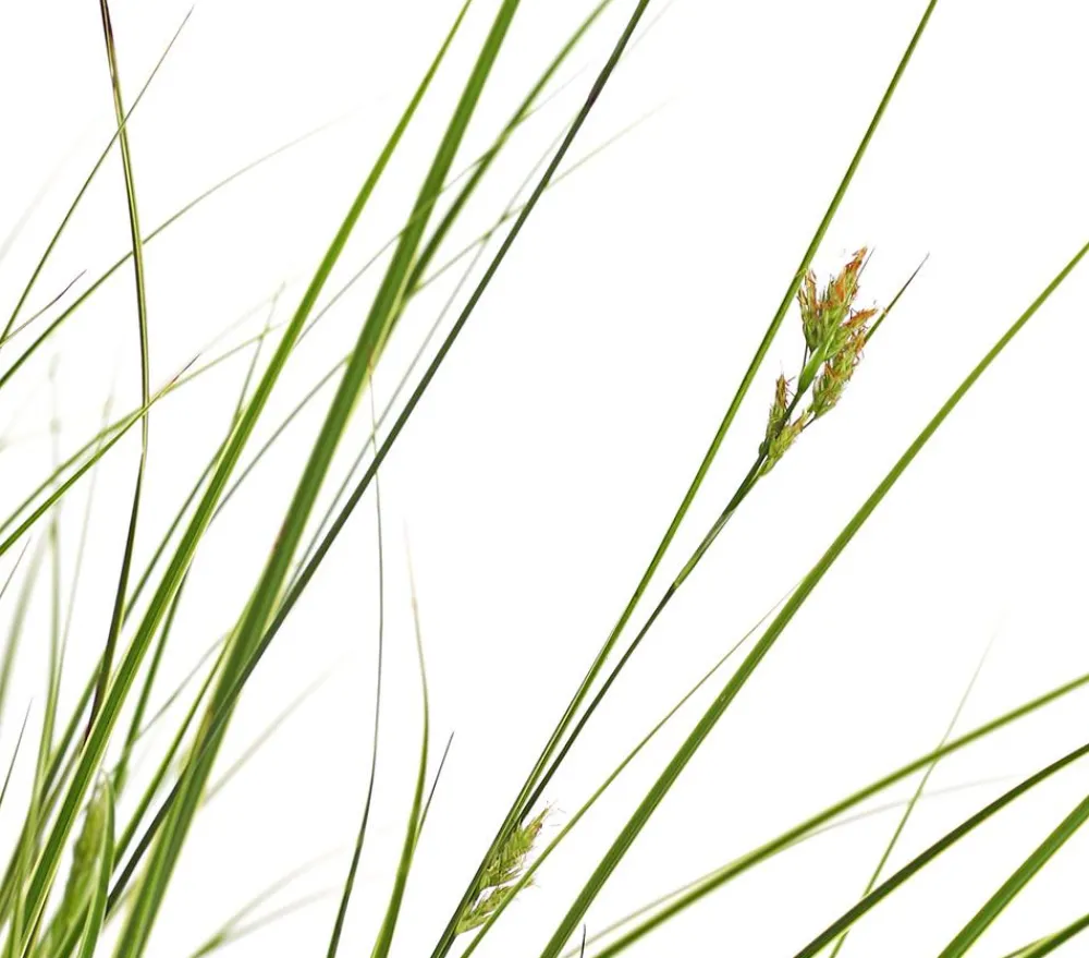 Dehner Gräser > Buntblättrige Segge 'Variegata'