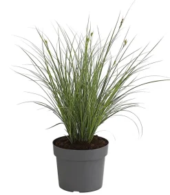 Dehner Gräser > Buntblättrige Segge 'Variegata'