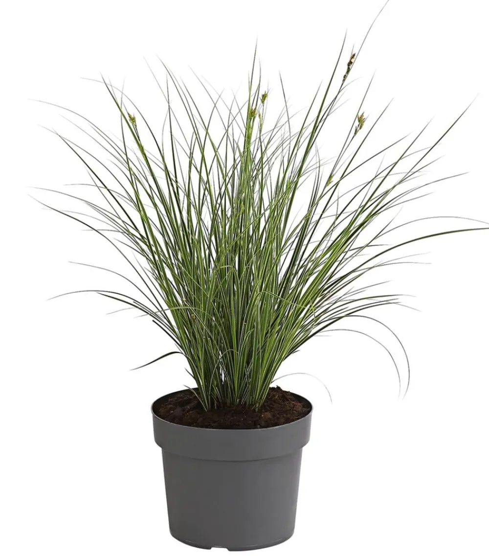 Dehner Gräser > Buntblättrige Segge 'Variegata'