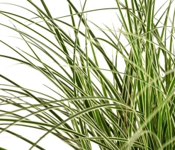 Dehner Buntblättrige Segge 'Variegata' Clearance