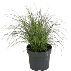 Dehner Buntblättrige Segge 'Variegata' Clearance