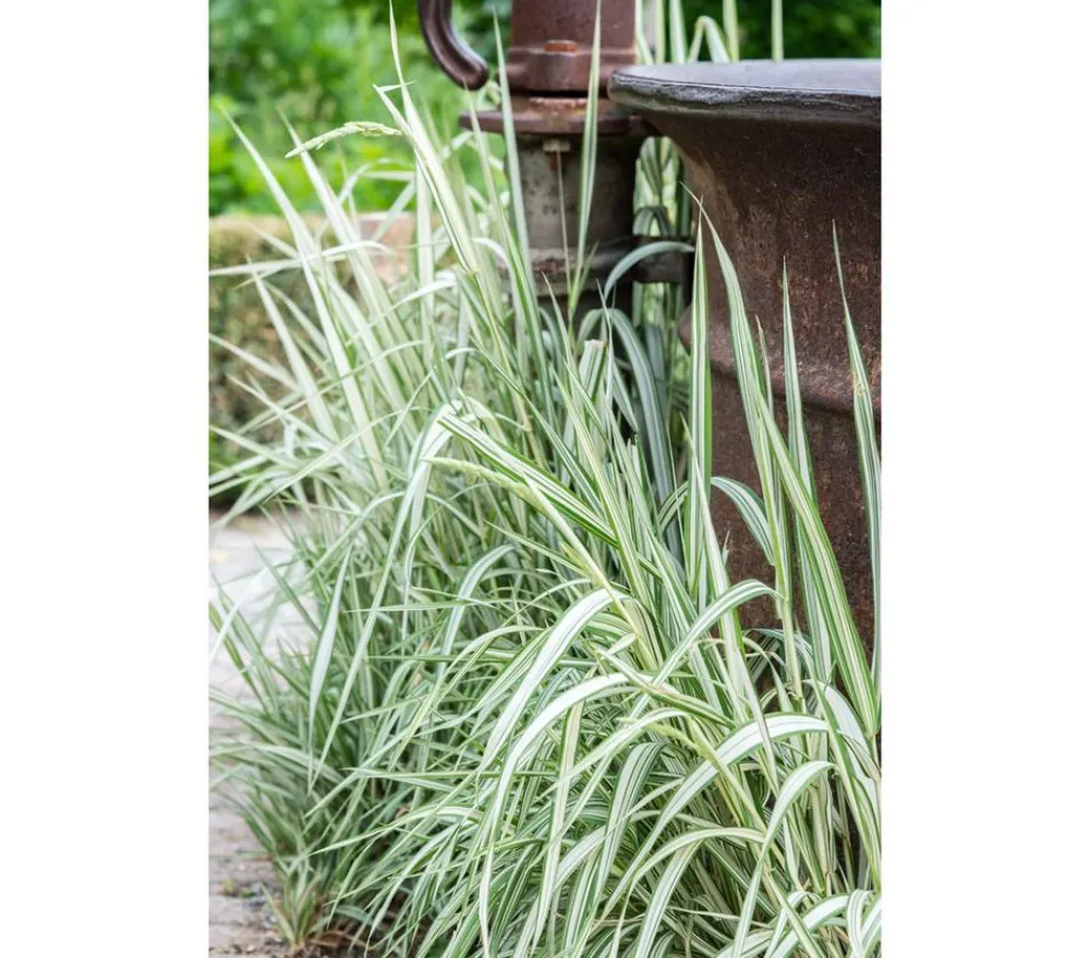 Dehner Aqua Teichpflanzen|Teichpflanzen - Buntblättriges Rohrglanzgras 'Picta' Grün