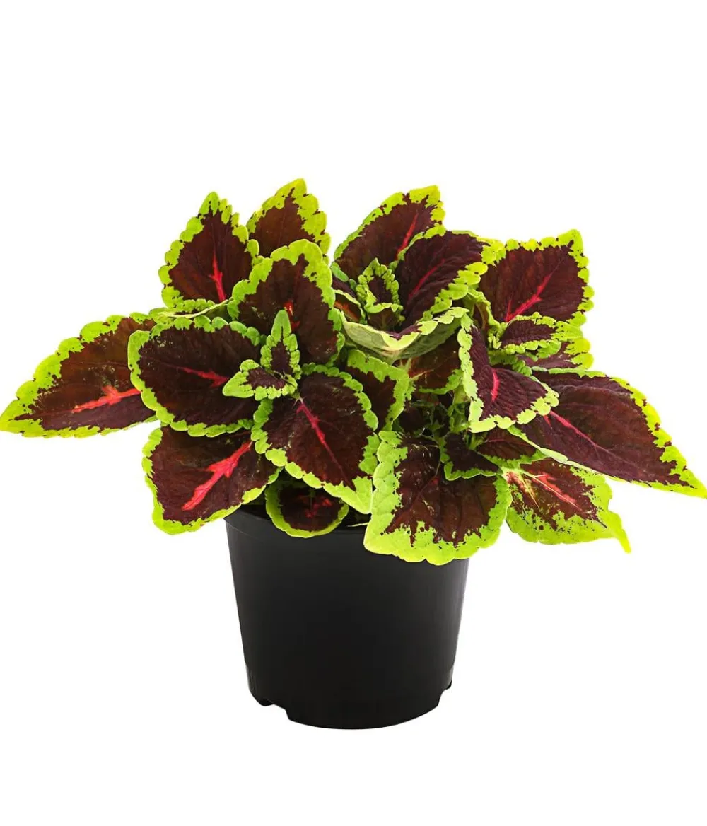 Dehner nessel - Solenostemon scutellarioides Bunt New