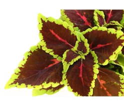 Dehner nessel - Solenostemon scutellarioides Bunt New