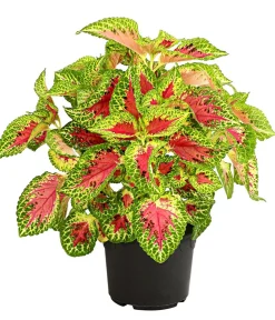 Dehner Grünpflanzen|Sommerblumen - nessel - Solenostemon scutellarioides Bunt