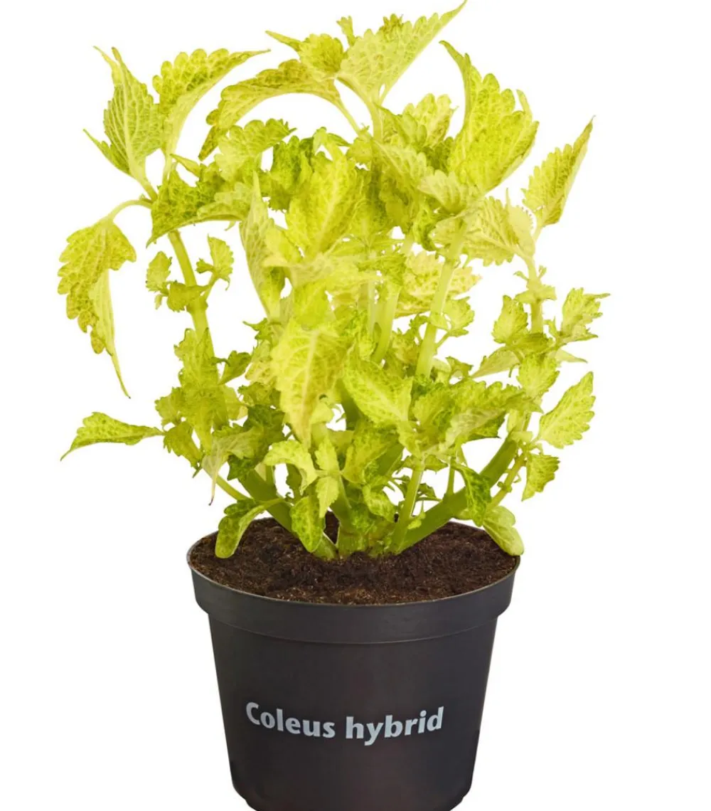 Dehner Grünpflanzen|Sommerblumen - Buntnessel - Solenostemon scutellarioides, verschiedene Sorten