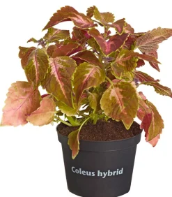 Dehner Grünpflanzen|Sommerblumen - Buntnessel - Solenostemon scutellarioides, verschiedene Sorten