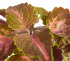 Dehner Grünpflanzen|Sommerblumen - Buntnessel - Solenostemon scutellarioides, verschiedene Sorten