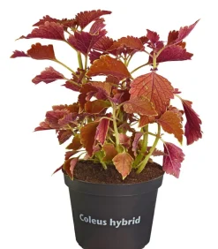 Dehner Grünpflanzen|Sommerblumen - Buntnessel - Solenostemon scutellarioides, verschiedene Sorten
