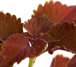 Dehner Grünpflanzen|Sommerblumen - Buntnessel - Solenostemon scutellarioides, verschiedene Sorten
