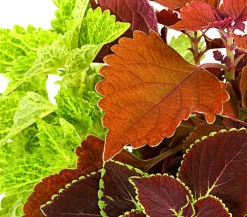 Dehner Grünpflanzen|Sommerblumen - nessel-Trio - Solenostemon scutellarioides Bunt