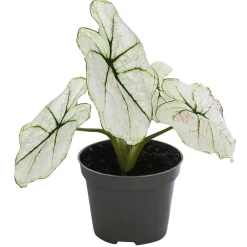 Dehner Grünpflanzen > Buntwurz - Caladium bicolor Hybriden 'Kelly'