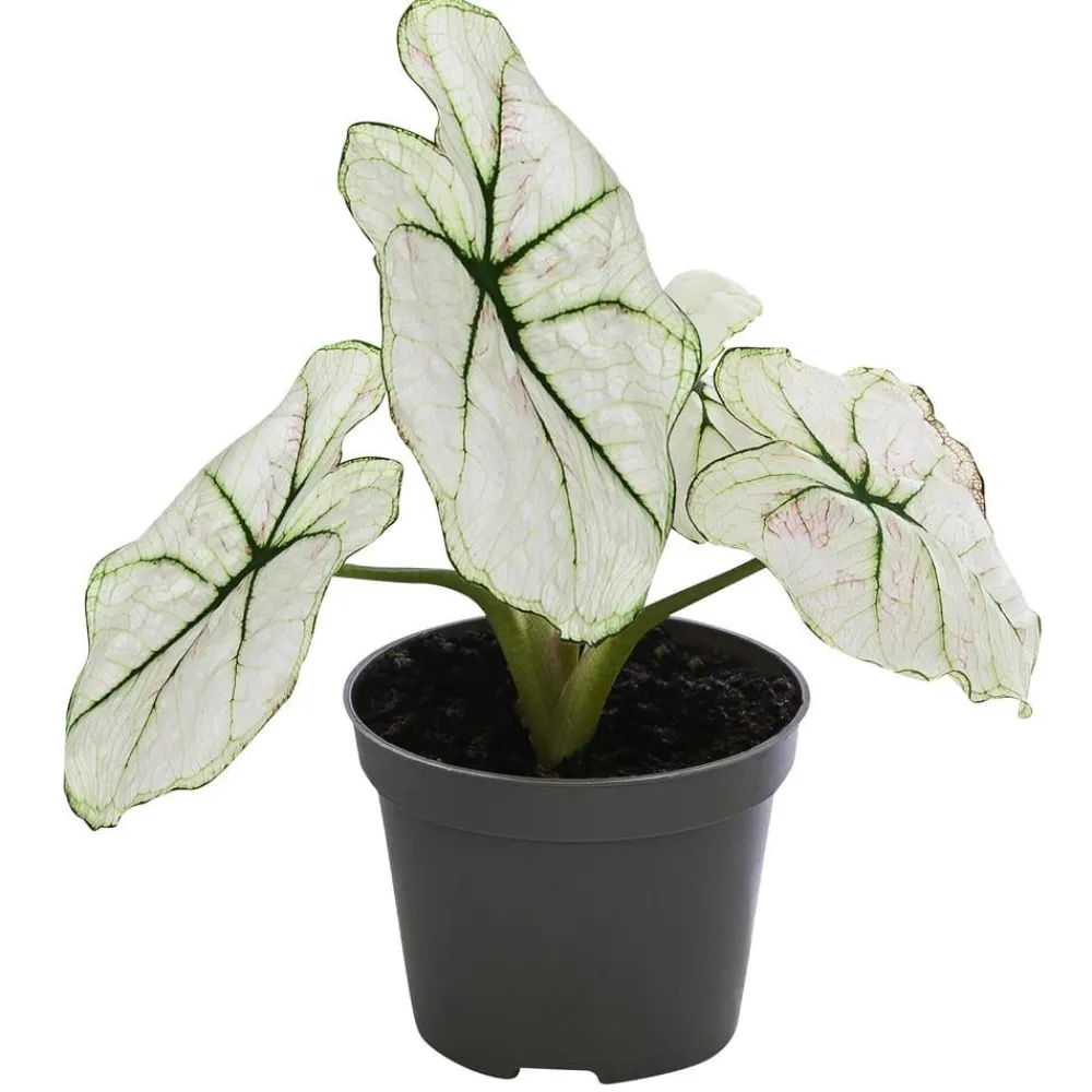 Dehner Grünpflanzen > Buntwurz - Caladium bicolor Hybriden 'Kelly'