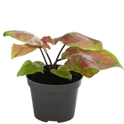 Dehner Buntwurz - Caladium bicolor Hybriden 'Birkin' Hot