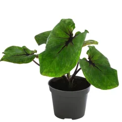 Dehner Grünpflanzen - Buntwurz - Caladium bicolor Hybriden 'Selma'