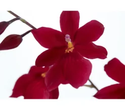 Dehner Orchideen - Burrageara-Orchidee - Burrageara cultivars 'Nelly Isler'