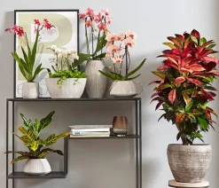 Dehner Orchideen - Burrageara-Orchidee - Burrageara cultivars 'Nelly Isler'