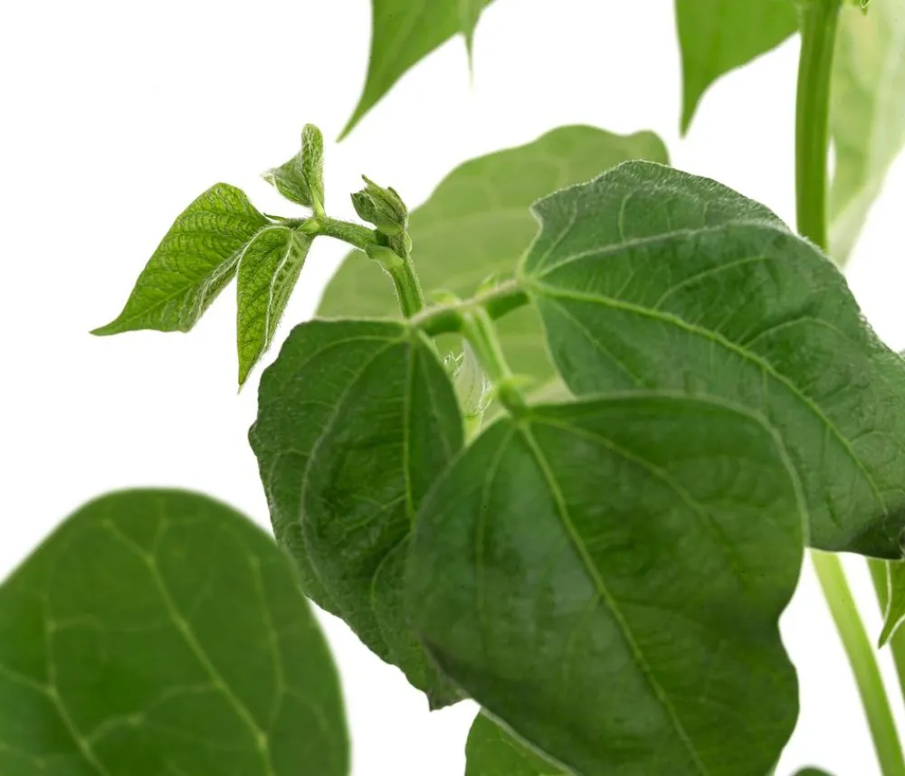 Dehner Gartengemüse > Buschbohne