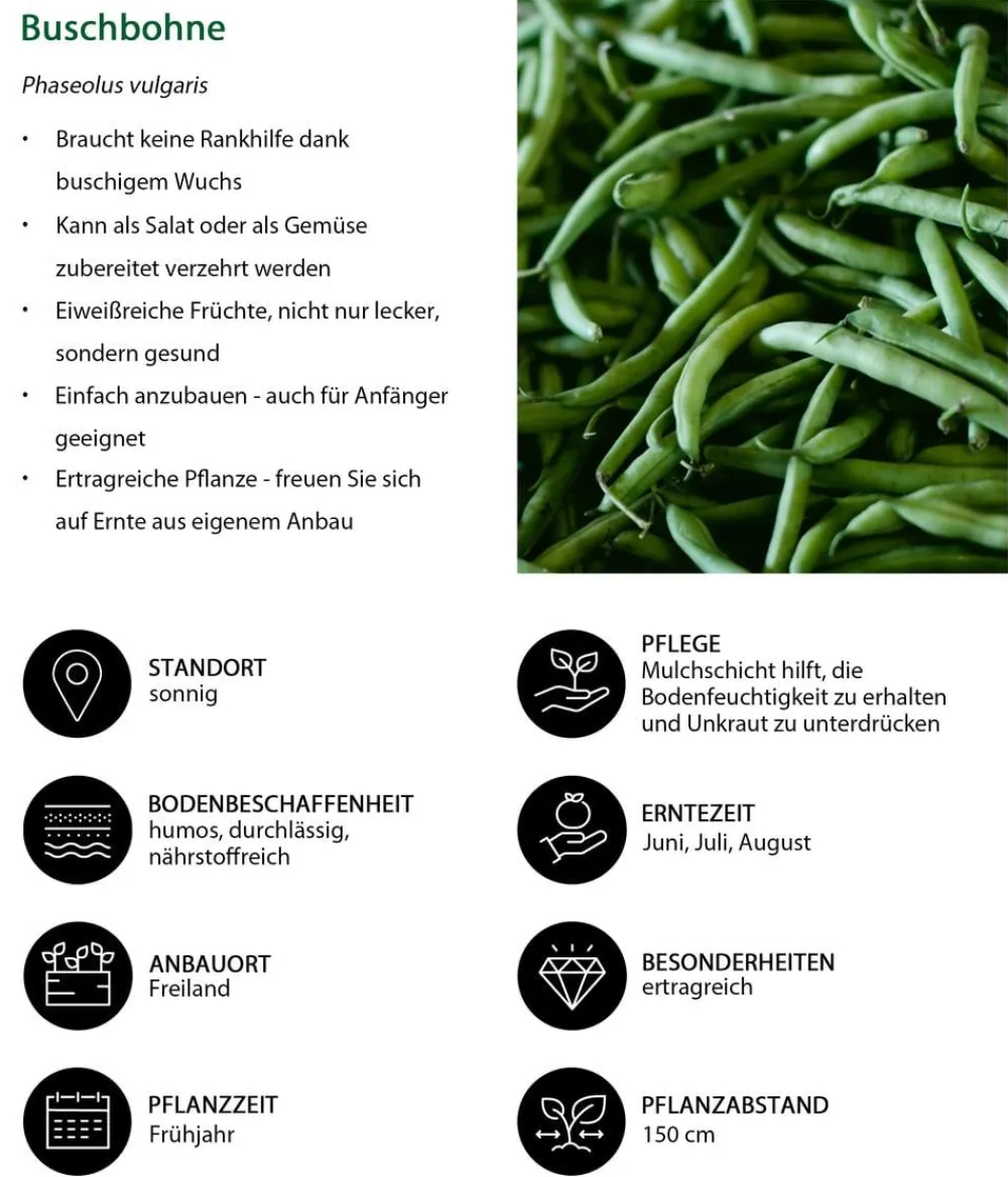 Dehner Gartengemüse > Buschbohne