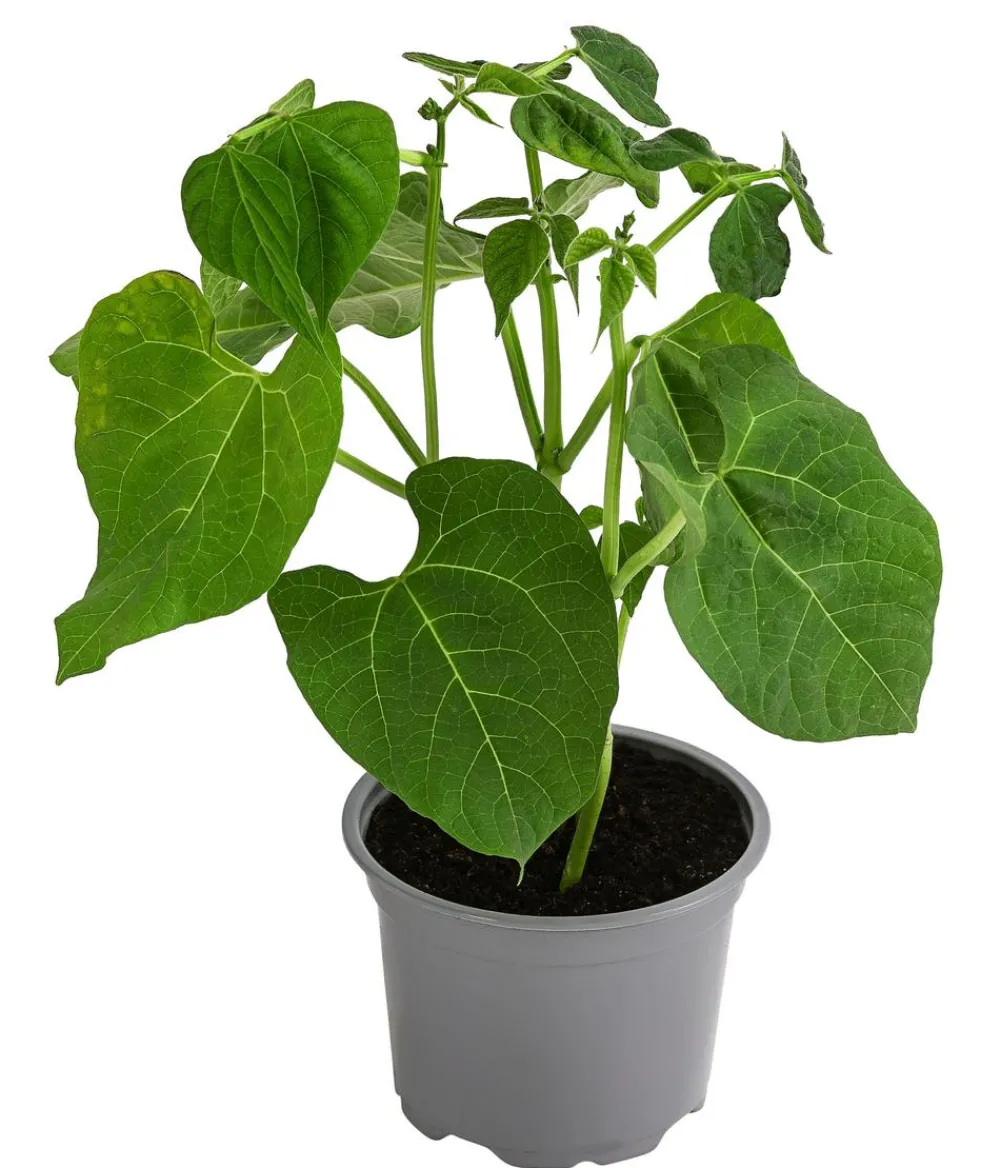 Dehner Gartengemüse > Buschbohne