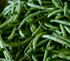 Dehner Gartengemüse > Buschbohne