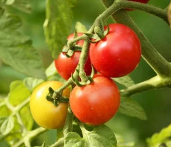 Dehner Auberginen- & Tomatenpflanzen > Buschtomate