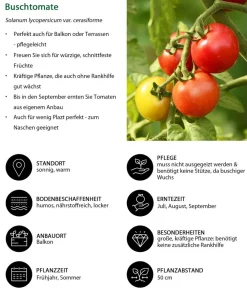 Dehner Auberginen- & Tomatenpflanzen > Buschtomate
