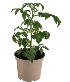 Dehner Auberginen- & Tomatenpflanzen > Buschtomate