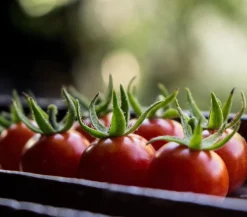 Dehner Auberginen- & Tomatenpflanzen > Buschtomate