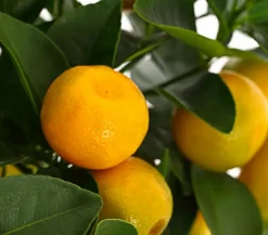 Dehner Zitruspflanzen|Terrassenpflanzen - Calamondin- Orange