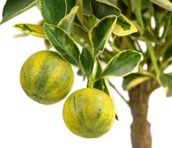 Dehner Calamondin-Orange 'Variegata', panaschiert Online