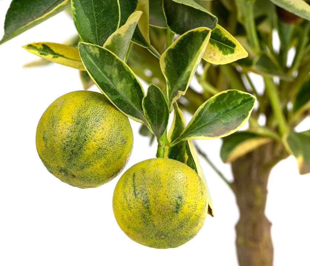 Dehner Calamondin-Orange 'Variegata', panaschiert Online