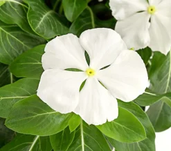 Dehner Terrassenpflanzen|Sommerblumen > Catharante
