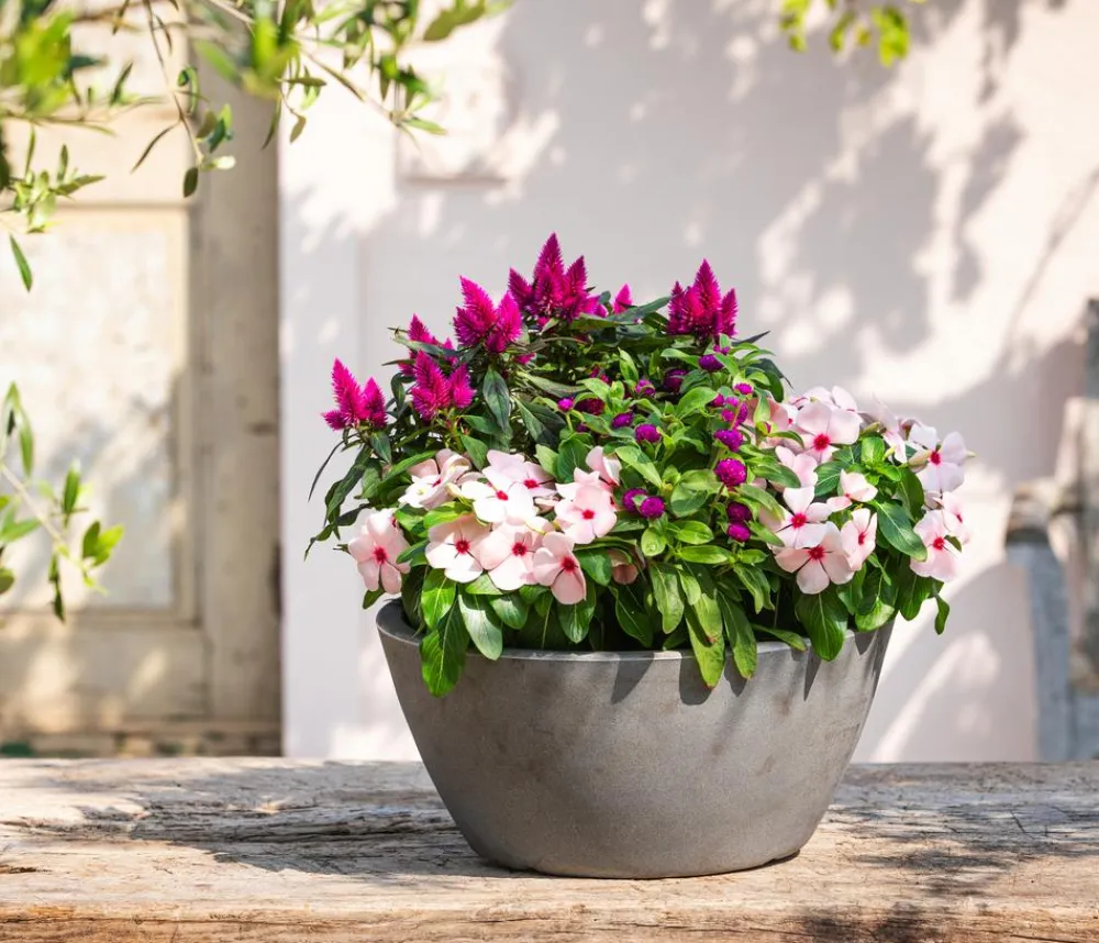 Dehner Catharante Rosa Online
