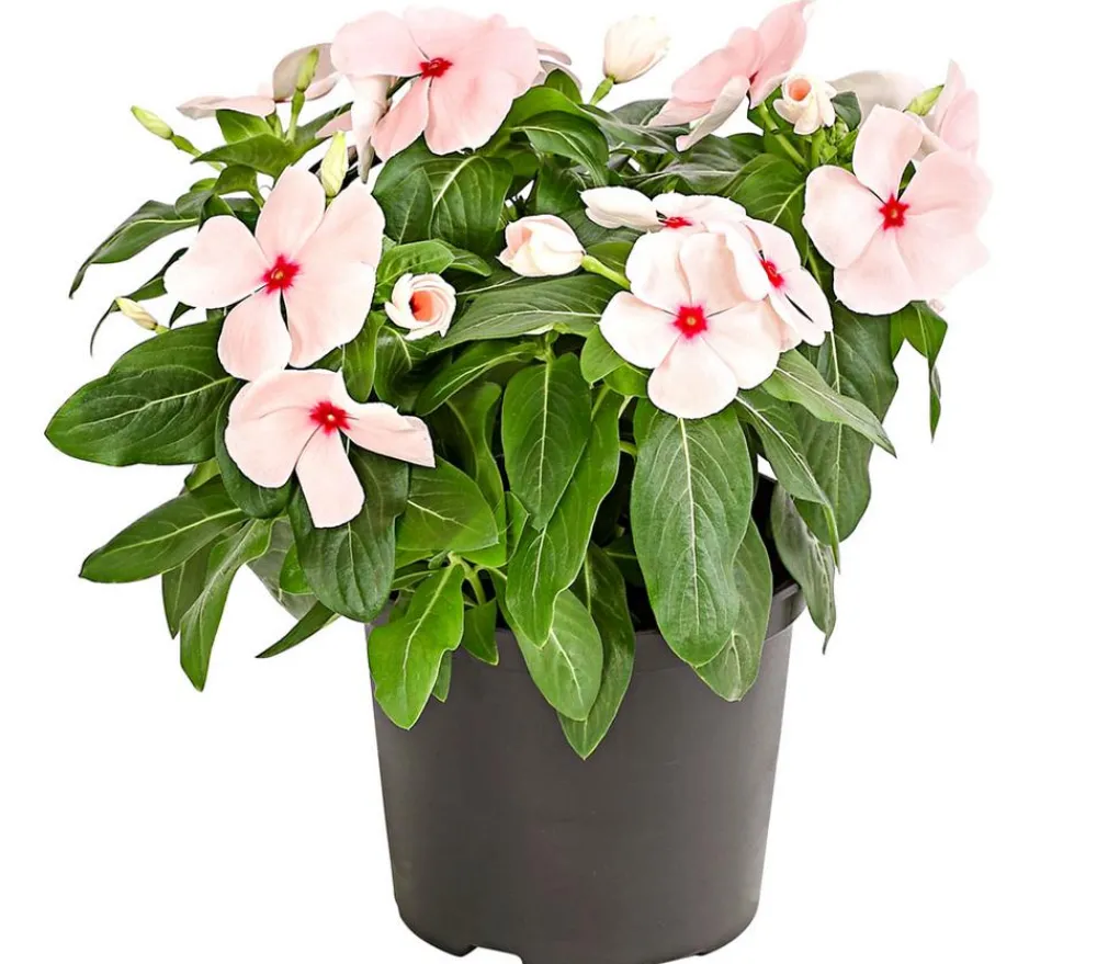 Dehner Catharante Rosa Online