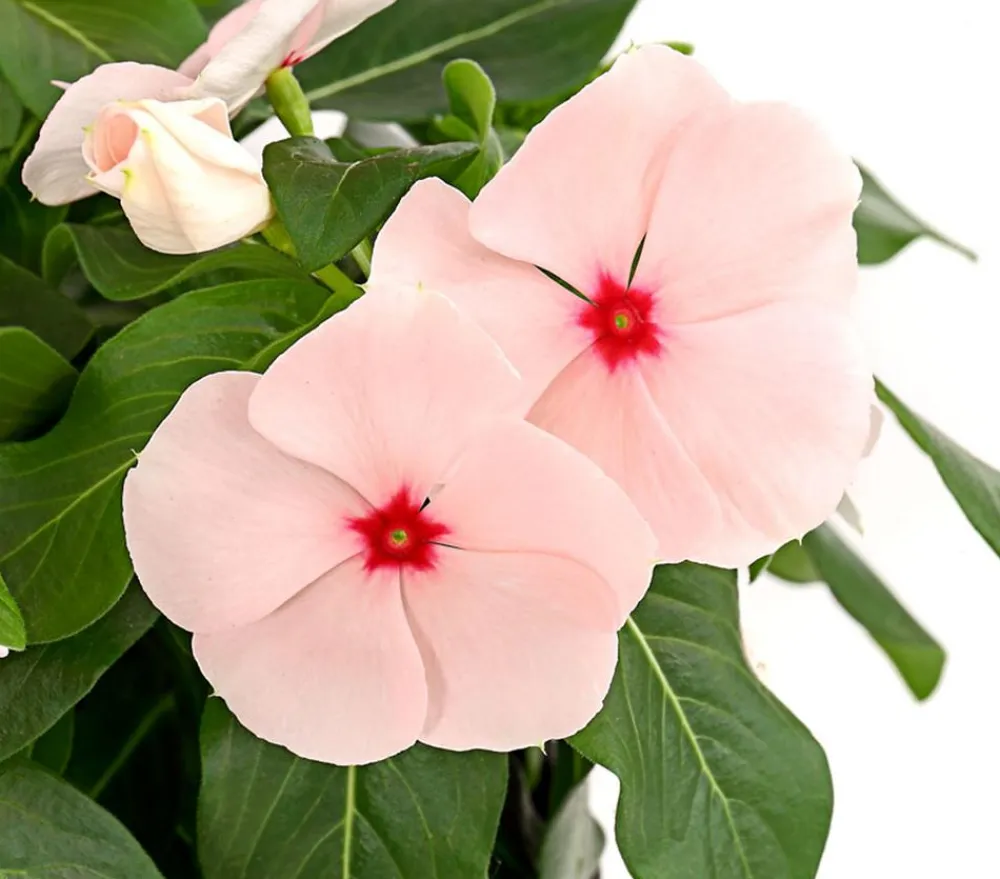 Dehner Catharante Rosa Online